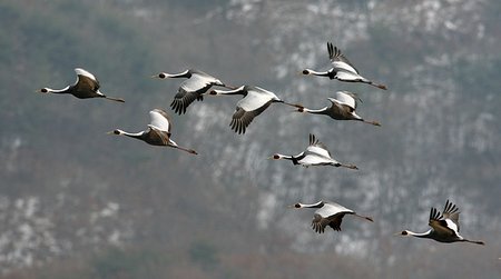 Flying-Cranes RN